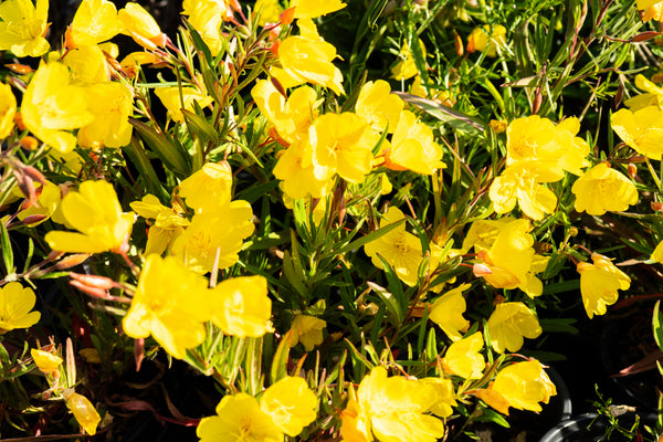 Oenothera fruticosa ssp. glauca (tetragona)