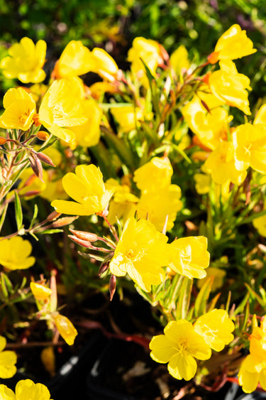 Oenothera fruticosa ssp. glauca (tetragona)
