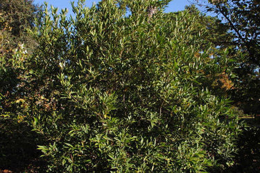 Olea yunnaensis
