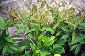 Olea yunnanensis Yunnan olive, glossy dark evergreen foliage on a shrub