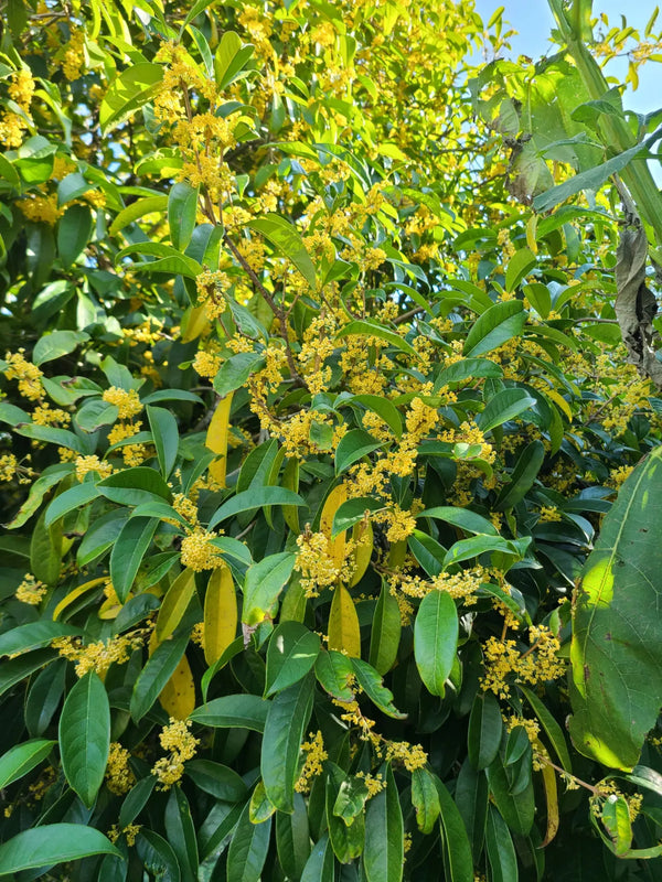 Osmanthus fragrans 'Conger Yellow'
