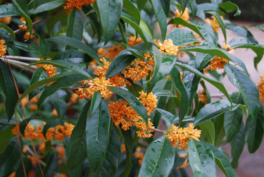 Osmanthus fragrans aurantiacus