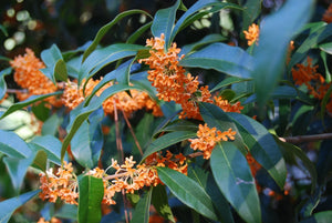 Osmanthus fragrans aurantiacus orange sweet olive, clusters of deep-orange fragrant flowers