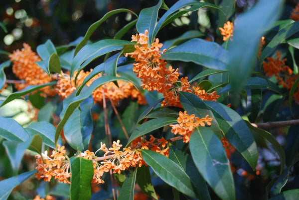 Osmanthus fragrans aurantiacus