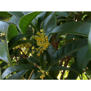 Osmanthus fragrans 'Conger Yellow'