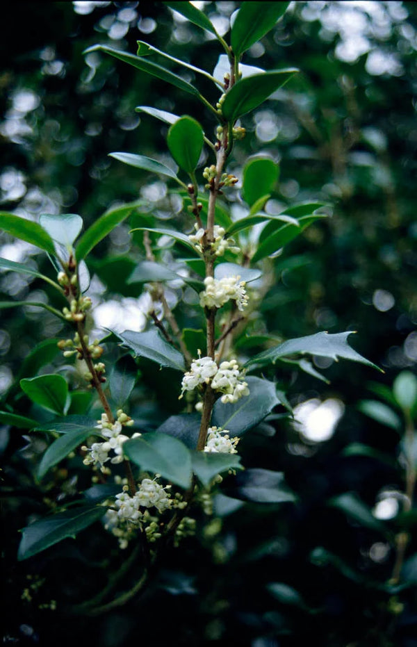 Osmanthus heterophyllus 'Gulftide'
