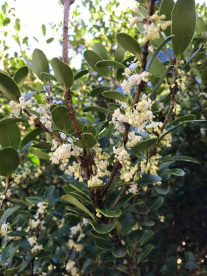 Osmanthus heterophyllus 'Rotundifolius'