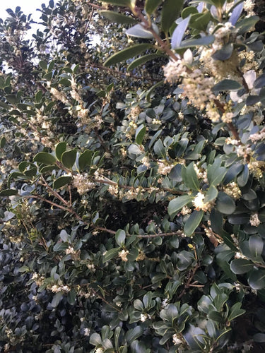 Osmanthus heterophyllus 'Rotundifolius'