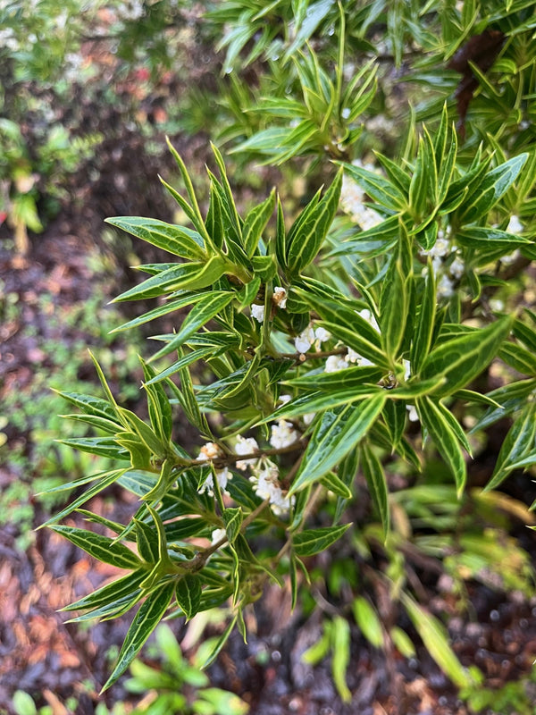 Osmanthus heterophyllus 'Sasaba'