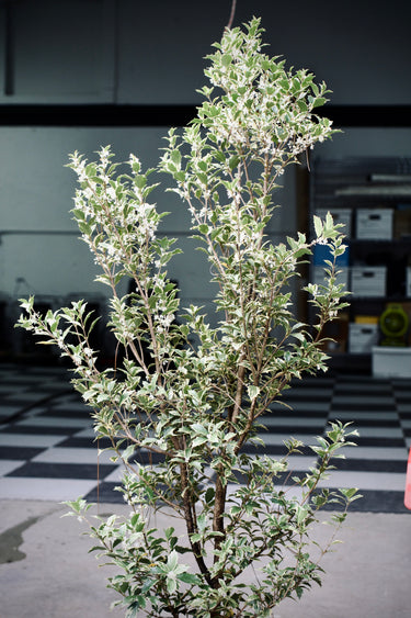 Osmanthus heterophyllus 'Variegatus'