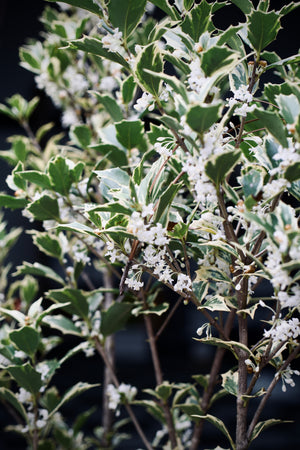 Osmanthus heterophyllus 'Variegatus' variegated false holly, spiny cream-edged evergreen leaves