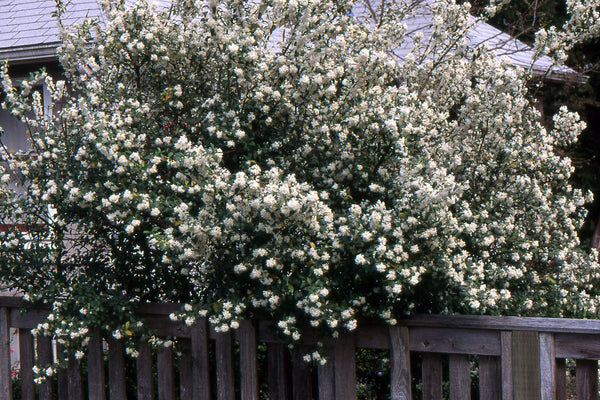 Osmanthus x burkwoodii (x Osmarea burkwoodii)