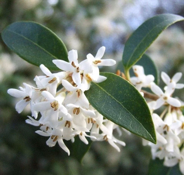 Osmanthus x burkwoodii (x Osmarea burkwoodii)