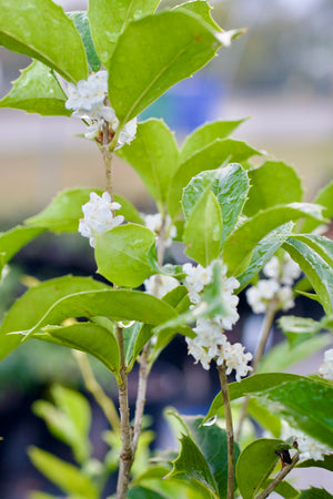 Osmanthus x fortunei 'Natchez' Fortune's tea olive, dense holly-like evergreen shrub