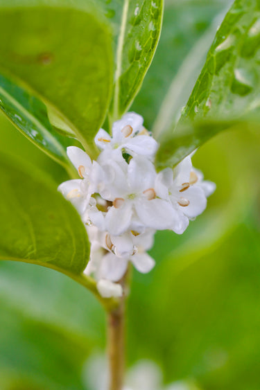 Osmanthus x fortunei 'Natchez'