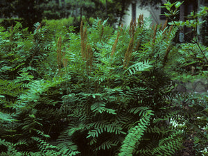 Osmunda regalis var. spectabilis (American royal fern), airy bright green bipinnate fronds in a vase-shaped clump