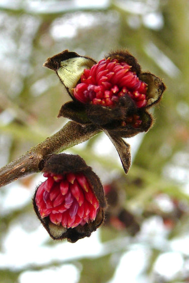 Parrotia persica "Lamplighter"