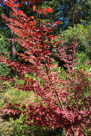 Parrotia subaequalis (Chinese parrotia), oval leaves in burgundy-to-scarlet fall color with mottled exfoliating bark