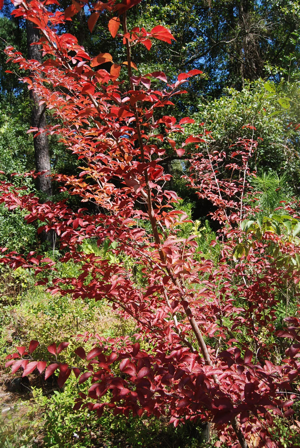 Parrotia subaequalis