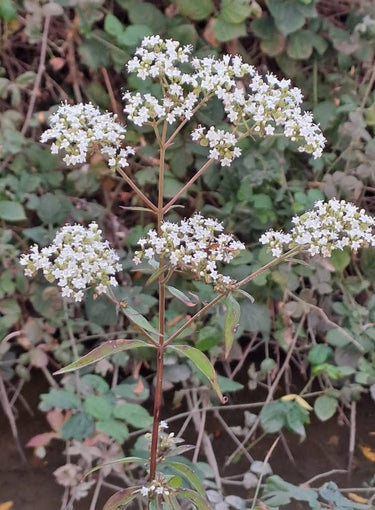 Patrinia villosa