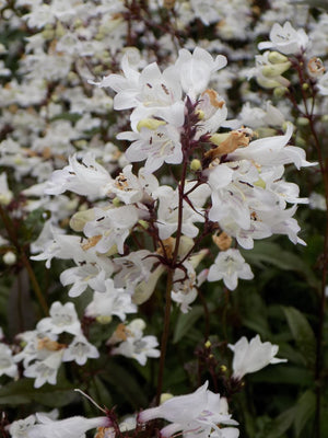 Penstemon digitalis 'Husker Red', foxglove beardtongue, white bells over burgundy foliage.