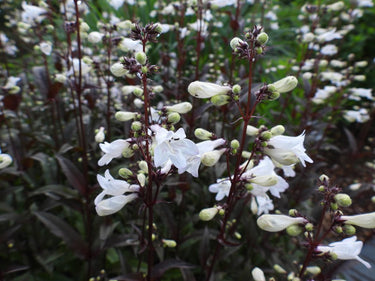 Penstemon digitalis 'Husker Red'