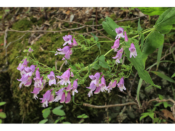 Penstemon smallii