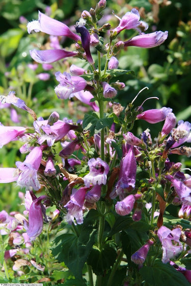 Penstemon smallii