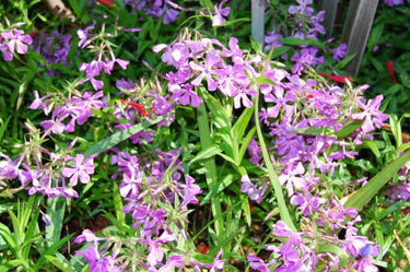 Phlox pilosa 'Eco Happy Traveler'