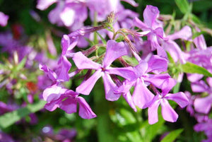 Phlox pilosa 'Eco Happy Traveler', downy phlox, deep rose-pink flower clusters.