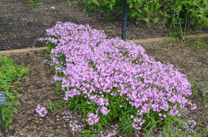 Phlox carolina 'Kim'