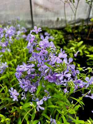 Phlox divaricata, wild blue phlox, lavender-blue spring flowers over a low foliage mat.