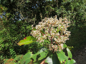 Photinia integrifolia in habitat, a broadleaf evergreen tree of southern Asia.