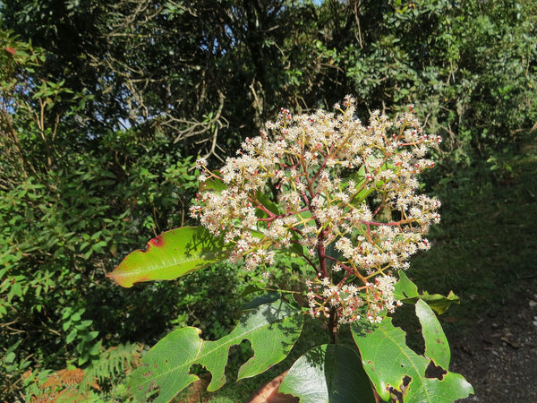 Photinia integrifolia