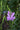 Physostegia virginiana 'Vivid'