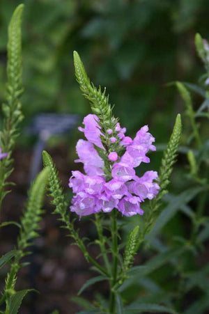 Physostegia virginiana 'Vivid', obedient plant, deep rose-pink flower spikes.