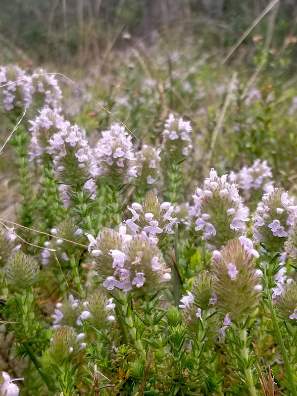 Piloblephis rigida