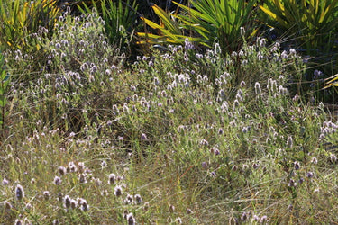 Piloblephis rigida