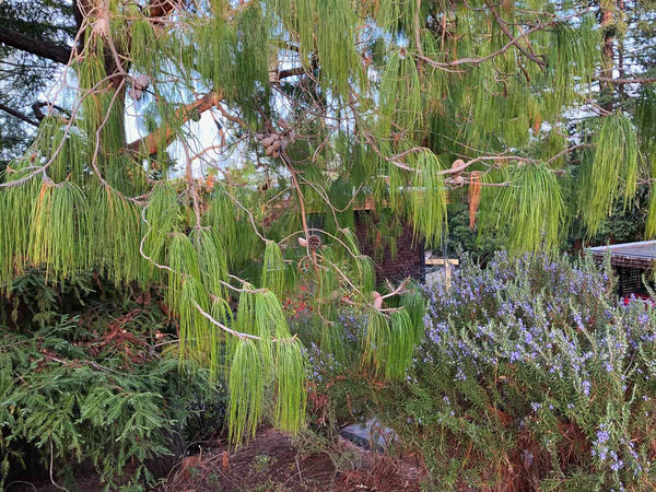 Pinus patula