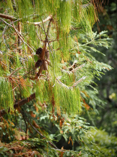 Pinus patula
