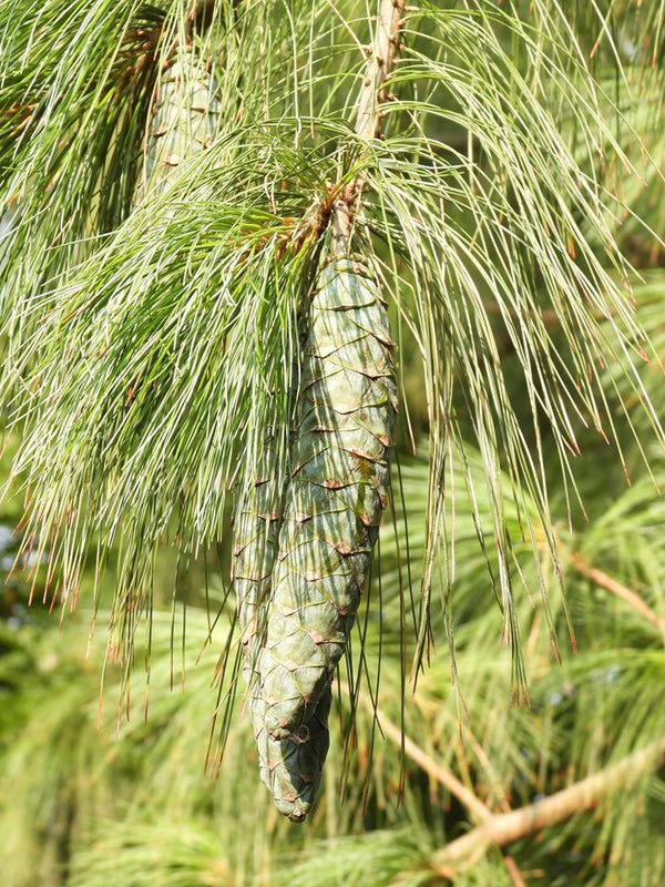Pinus wallichiana