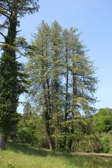 Pinus wallichiana