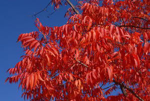 Pistacia chinensis, Chinese pistache, brilliant scarlet and orange fall foliage.