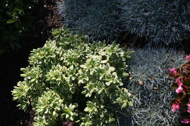 Pittosporum tobira 'Variegata'