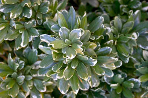 Pittosporum tobira 'Variegata', variegated mock orange, cream-edged gray-green foliage.