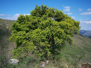Podocarpus parlatorei, pine of the mountain, narrow strap-like deep green evergreen foliage.