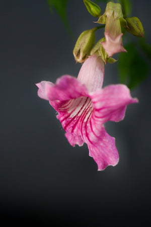 Podranea ricasoliana, pink trumpet vine, clusters of soft pink magenta-throated flowers.