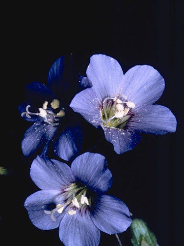 Polemonium reptans