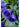 Polemonium reptans