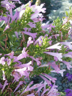 Poliomintha longiflora
